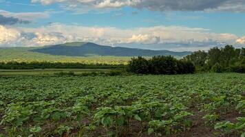 Expansive sunflower field under brooding clouds, reminiscent of midsummer magic and Lammas festival, whispering natures flourishing secrets photo