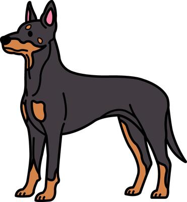 isolate icon of a Doberman Pinscher