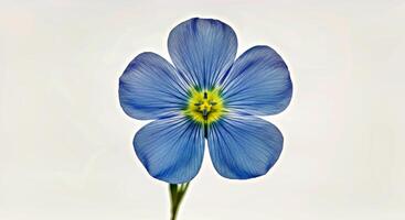 Delicate Single Linseed Flax Flower on a Pure White Background photo