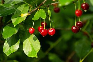Red cherry fruit with water drops on branch. Fresh organic berry after rain. photo