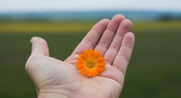 A bright orange flower rests gently in the palm of a hand photo