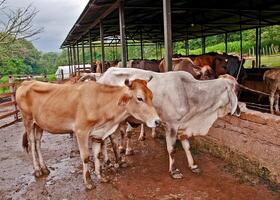 A group of cows on a farm ready to be milked. photo