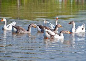 A group of ducks floating on a lake. photo