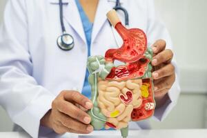 Digestive system with stomach and intestine, Asian doctor holding human anatomy model diagnosis photo