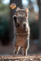 A cat playing with a ball. photo