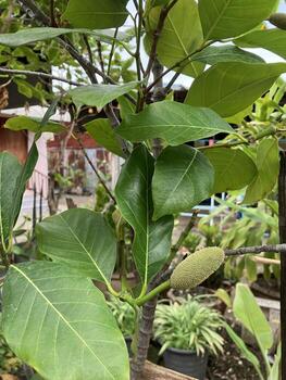 un guayaba árbol foto