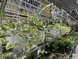 A Beautiful Display of Hanging Plants in a Garden Center, Perfect for Adding Life and Color photo