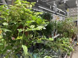 Explore a beautifully lush selection of indoor garden options available at a local store photo