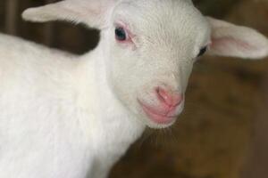 portrait of a white goat kid in a farm photo