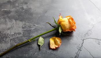 Crushed Flower on Concrete photo