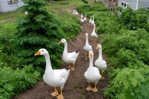 Flock of white geese walking along path in farmyard photo