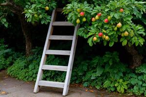 Wooden ladder leaning on apple tree ready for harvesting ripe fruits photo