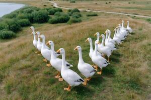 Flock of white geese walking in a row on green grass field photo