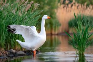 White goose flapping wings in the water of a pond photo