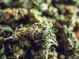 Close up of dried cannabis buds showing trichomes and texture photo