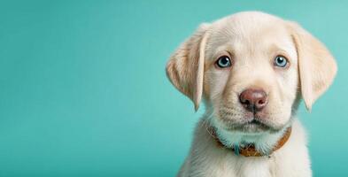 Playful puppy with blue eyes poses against a bright turquoise background in a charming indoor setting photo