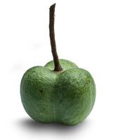 Fruit of the para rubber isolated on a white background photo