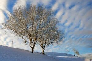 Winter trees on snowy hills on a cloudy bright frosty sunny day photo