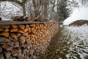 Lots of logs in the winter forestWinter forest filled with many logs photo