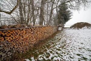 Lots of logs in the winter forestLots of logs winter forest photo
