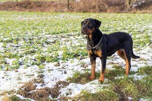 Rottweiler in the middle of a field with snow carefully looksRottweiler in Field with Snow Looks photo