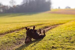 Rottweiler somersaults in the meadow under the morningRottweiler somersaults cheerfully in morning meadow photo