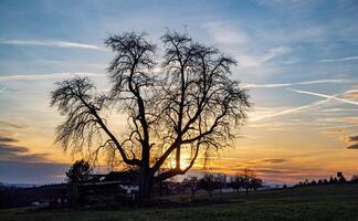Black tree silhouette against a bright cloudy sunsetSilhouette of black tree against bright sunset photo