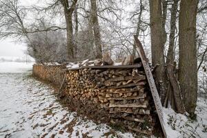 Lots of logs in the winter forestLogs in the winter forest photo