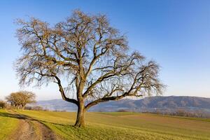 A large leafless tree near a path on a hill in sunlight photo