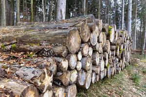 Many large logs in a autumn forestMany large logs dense autumn forest photo