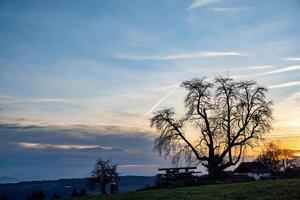 Black tree silhouette against a bright cloudy sunsetBlack Tree Silhouette Bright Cloudy Sunset photo