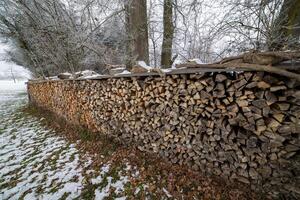 Lots of logs in the winter forestWinter forest full of logs photo