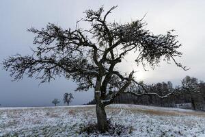 Bald crooked tree in the middle of a snowy field on a cloudy day photo