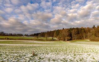 A field with white snow and a bald dense forest under a cloudy sSnowy field and dense bald forest photo