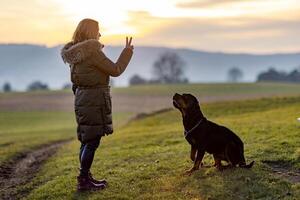 The owner trains the Rottweiler on an evening walkOwner trains Rottweiler evening walk photo
