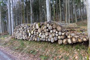Many large logs in a dense autumn forestLarge logs in dense autumn forest photo