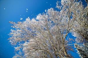 Winter tree branches against the blue sky photo