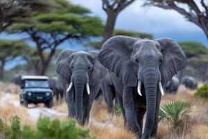 Elephants walking through savanna with safari vehicle during lat photo