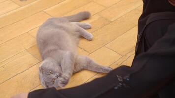 Cat relaxes and stretches on wooden floor in cozy setting video