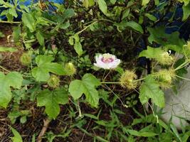 Passiflora foetida flower blooming on branch with green leaves and unripe fruits on branch in Thailand. Another name is Stinking passionflower, Fetid passionflower, Scarletfruit passionflower. photo