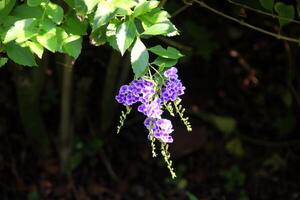 Duranta erecta blooming on bunch and black background with green leaves in Thailand. Another name is Golden dewdrop, Pigeon berry and Sky flower. photo