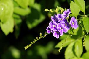 Close up top view Duranta erecta blooming on bunch and green leaves with sunlight. Common name is Golden dewdrop, Pigeon berry, Sky flower. photo