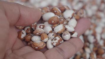 Handful of beans collected at local market in early morning video
