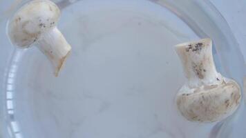 Mushrooms floating in clear liquid environment video