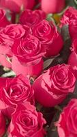 Red roses arranged beautifully for a special occasion video