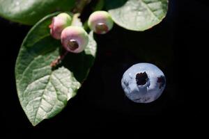 Ripe and unripe blueberries hanging on branch against black background photo