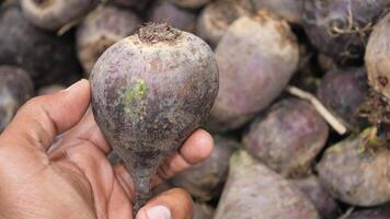 A close-up view of a hand holding a fresh beetroot video