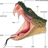 Venomous snake mouth anatomy diagram vector