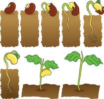 Plant growth stages from seed to seedling vector