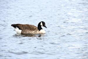 A Canada goose swims leisurely on calm water. A harmonious nature motif photo